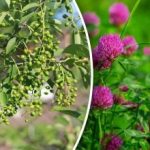 A nepotřebujete předpověď počasí: které rostliny předpovídají déšť