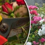 Čím a jak krmit růže na zimu: nejlepší hnojiva a