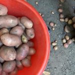 Co dělat s malými bramborami: pět užitečných metod