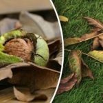 Co dělat s ořechovým listím na podzim: užitečné způsoby jeho využití Co dělat s ořechovým listím na podzim: užitečné způsoby jeho