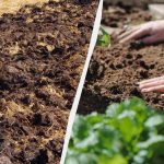 Co je třeba před zimou zakopat na zeleninové zahrádce: rychlé