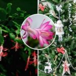 Decembry rozkvetou na Štědrý den: tajemství nespočívá v krmení, ale v teplotě. Decembry rozkvetou na Štědrý den: tajemství nespočívá v krmení, ale