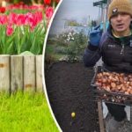 „Holandský trik“: zahradník ukázal účinný způsob výsadby tulipánů
