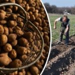 Jak jsou ukrajinské brambory jedinečné - co Brity překvapilo Jak jsou ukrajinské brambory jedinečné – co Brity překvapilo