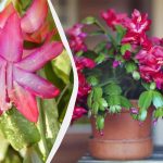 Jak nechat rozkvést dekabristu před Vánoci? Jak nechat rozkvést dekabristu před Vánoci?