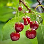 Jak připravit třešně na zimu a sklidit velkou úrodu: zahradníci