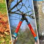 Jak připravit zahradu na zimu: sedm podzimních chyb, které mohou