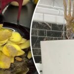 Jak proměnit bramborové slupky v hnojivo pro rostliny: šikovný hack jedné babičky Jak proměnit bramborové slupky v hnojivo pro rostliny: šikovný hack