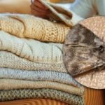 Jak se zbavit molů ve skříních: stačí jedna rostlina, abyste na škůdce zapomněli Jak se zbavit molů ve skříních: stačí jedna rostlina, abyste