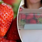 Jak skladovat jahody, aby vydržely déle čerstvé: tipy pro pěstitele