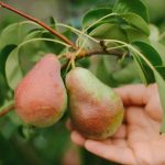 Jak správně prořezat hrušeň, abyste měli velkou úrodu: tipy zahrádkářů Jak správně prořezat hrušeň, abyste měli velkou úrodu: tipy zahrádkářů