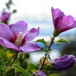 Jak správně prořezávat ibišek, abyste získali bujný keř