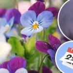 Jaro rozkvete na koberci: zahradník řekl, kdy zasít květiny pod zimou. Jaro rozkvete na koberci: zahradník řekl, kdy zasít květiny pod