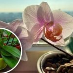 Jedna lžička a vaše orchideje budou kvést celý rok: jednoduchý