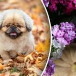 Kalendář výsadby na listopad 2025: co je třeba zasadit včas