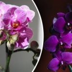 Kam s orchidejemi: britští odborníci určili ideální místo v bytě Kam s orchidejemi: britští odborníci určili ideální místo v bytě