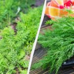 Kopr vyroste v hustém koberci: jak a kdy ho v