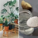 Kvetoucí parapet i v prosinci: Jak vyrobit superhnojivo za 5