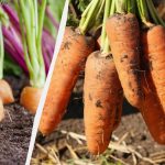 Mrkev bude velká i bez hnojiva: stačí splnit pouze 3