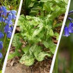 Nebezpečné cibuloviny: 5 rostlin, které byste neměli vysazovat na zahradě