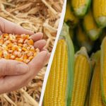 Nejlepší období pro setí kukuřice v roce 2025: nepropásněte ho