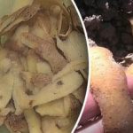 Nejlepší způsob výroby hnojiva z bramborových slupek Nejlepší způsob výroby hnojiva z bramborových slupek