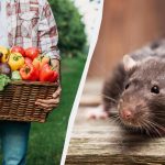 Pokud zasadíte těchto 7 rostlin, krysy se na pozemek nedostanou.