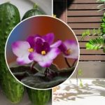 Proč květiny v obchodech doma vadnou: tajemství je v krmení, o kterém prodejci mlčí. Proč květiny v obchodech doma vadnou: tajemství je v krmení,