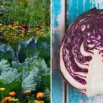 Proč zelí na záhoně vadne: záleží na jeho sousedech Proč zelí na záhoně vadne: záleží na jeho sousedech