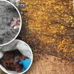 Venkovský recept na úspěch: jak jednoduchá technika na podzim pomáhá