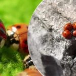 Vyšlechtěno a vysazeno z letadel: po kobylkách napadl Ukrajinu nový