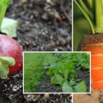 Zeleninová zahrádka v září: co zasít, abyste si mohli užívat